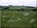 Rape field with daisies in DD8 2LX