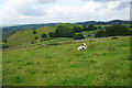 A field for ponies near Bostern Grange Farm in Newton Grange