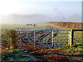 Sheep in pasture in Felin-Fach Community