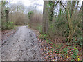 All weather path, Epsom Common in KT18 7TR