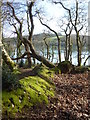Moss covered bank and dead tree on Roundwood Quay in TR3 6AR