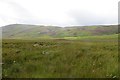 Wetland, Glen Shee in PH8 0EA
