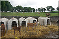 Young calves at Bostern Gate Farm in Newton Grange