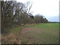 Young crop field beside Low Avenue woodland in Windlestone