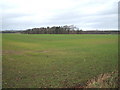 Young crop field off Middridge Road in Windlestone