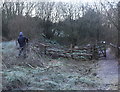 Renovating dead hedge, Branches Fork Meadows Nature Reserve in NP4 6QY