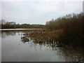 Pengy's pond, Pennington Flash (1) in WN7 4GX