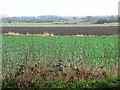 The drained farmland of Snaith Marsh in DN14 9LD