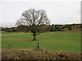 Lone tree near Springside Farm in BL8 1YE