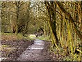 Path Through Skitters Wood in WN4 9LJ