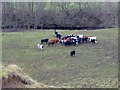 Cattle by the Rowley Burn in NE47 0HH