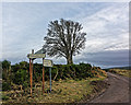 Road signs and tree in Nairn
