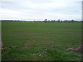 Young crop field west of Spital Road (A64) in YO12 4NH