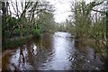 River Skell from the footbridge in HG4 2JR