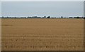 Flat field of stubble in TN29 0BP