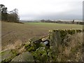 Field beside Ardovie Quarry in DD9 6SQ