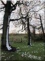 Snow blown trees at the head of Painsthorpe Dale in YO41 1RQ
