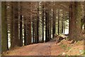 Track in High Wood, Glenormiston Estate in EH44 6RL