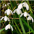 Galanthus nivalis, Common Snowdrop in NP25 4BT