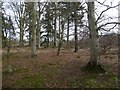 Woodland, Brechin Castle in DD9 6RL