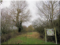 The Black Poplar at the South End of the Millhoppers Reserve in HP23 4PF