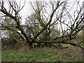 The fallen Black Poplar tree in Millhoppers Reserve in HP23 4PL
