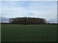 Farmland and woodland near Walworth Gate in Heighington & Coniscliffe Ward