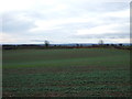 Young crop field, Walworth Gate in Walworth