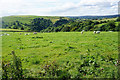Sheep grazing near Wetton in Wetton