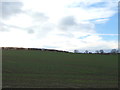 Young crop field of the A6072, New Shildon in DL4 2DZ