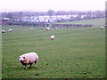 Grazing near Muston Grange in Filey