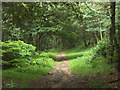 Woodland track in ST10 2NN