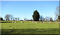 Sheep pasture at Holverston Hall in Holverston