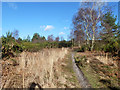 Path on Ludshott Common in GU35 8HA