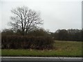 Field and woods by Prince of Wales Road in RH1 5QX
