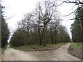 Junction of tracks in Sherwood Forest in NG20 0EP