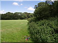 Willett's Copse in TA20 3BQ