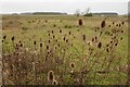 Teasels and felled woodland in GL7 6FA
