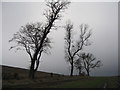 Trees by the road to Crombie Point in KY12 8LE