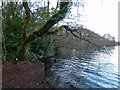Water's edge, Frensham Great Pond in GU10 2QR