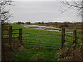 Mute Swans on the Ouse Washes in PE14 9RL