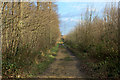 Track beside Jenny Sober Plantation in LS23 6LS