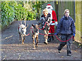 Dartmoor Zoological Park - Santa's reindeer in PL7 5DN
