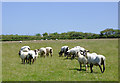 Sheep grazing south of Hartland, Devon in EX39 6EY