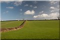 Beautiful hedge and field near Kitwhistle Farm in DT8 3SG