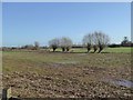 Willows and mud on the Somerset Levels in TA7 0BB