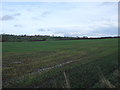 Young crop field, New Coundon in DL14 8BF
