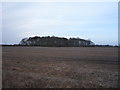Stubble field towards Wilsthorpe Covert in Wilsthorpe