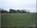 Grazing towards Wilsthorpe Plantation in Wilsthorpe