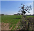 Fields south of Hinckley Road in LE9 4TA